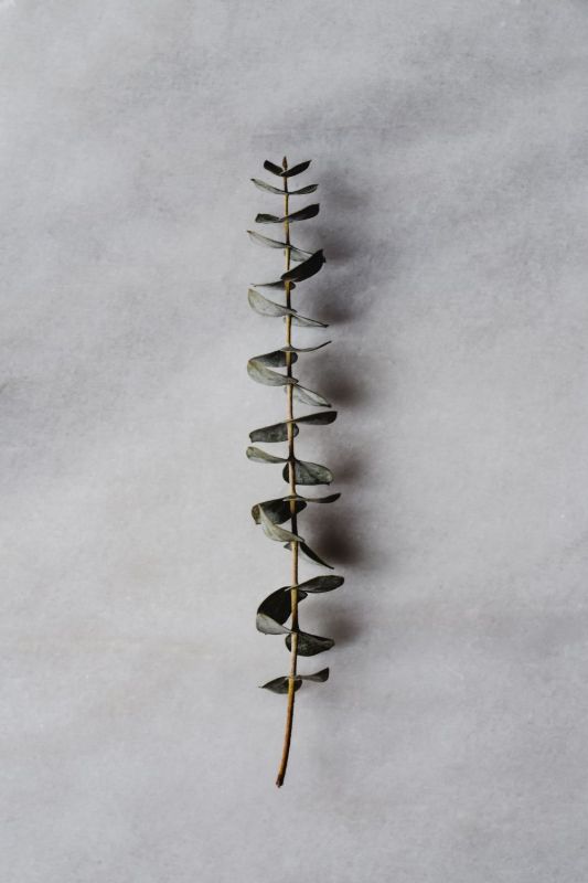 Une branche d’eucalyptus sur un fond gris doux