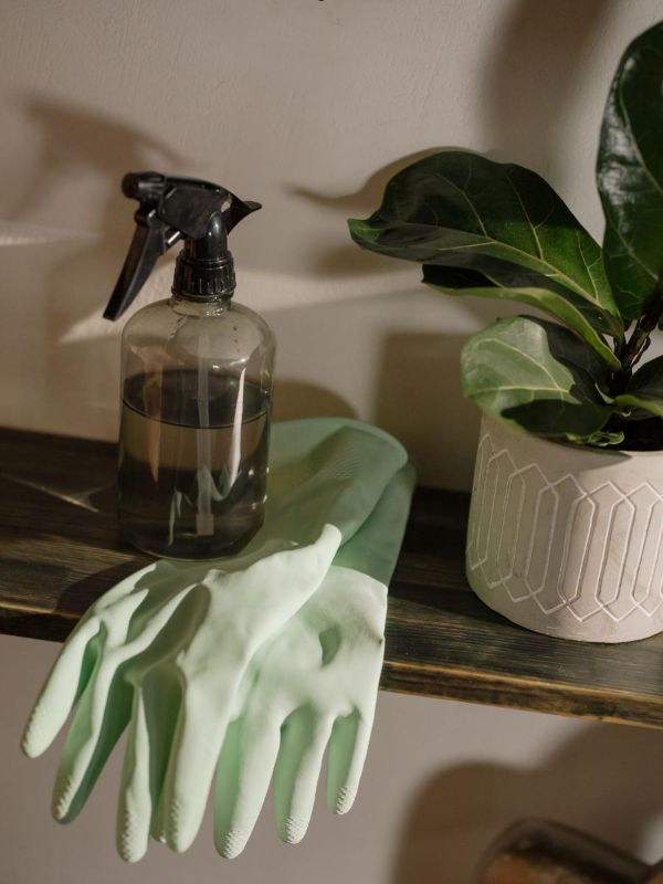 Vaporisateur et chiffon près d’une plante