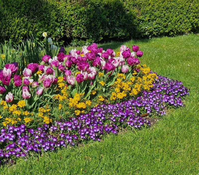 Aiuola di tulipani e viole accanto a un prato