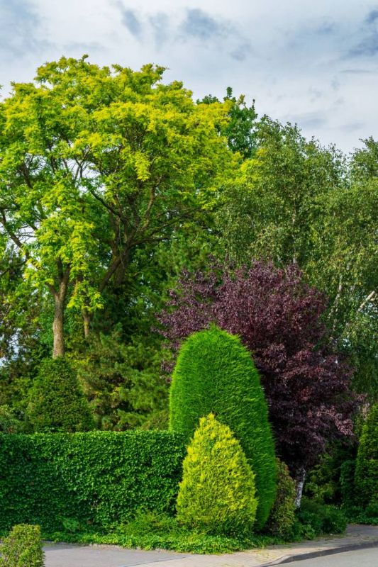 Alberi e arbusti in diverse tonalità di verde