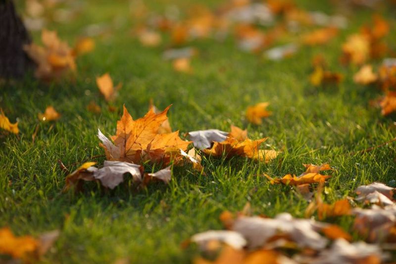 Foglie d’autunno sul prato