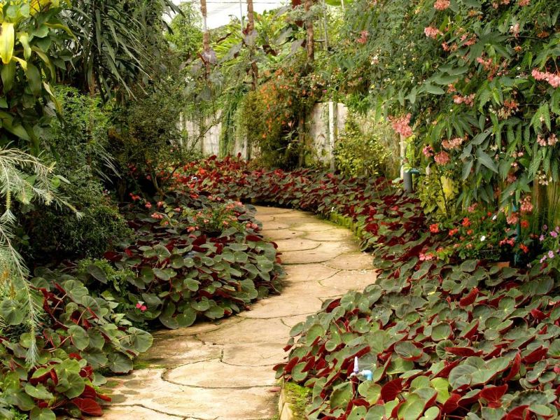 Sentiero di pietra tra piante a foglia rossa e verde