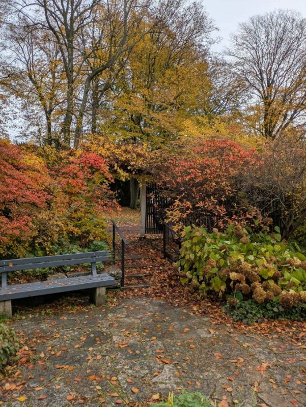 Autumn path with red shrubs and a bench