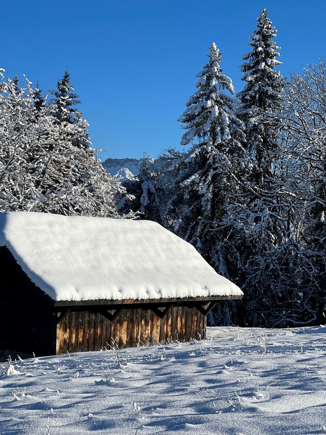 Tejado de madera cubierto de nieve entre árboles