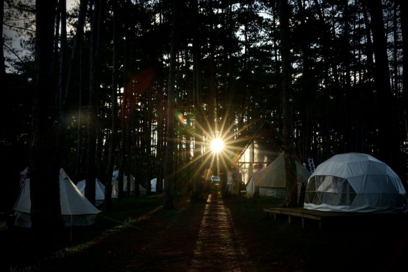 Warm light between the trees as evening falls