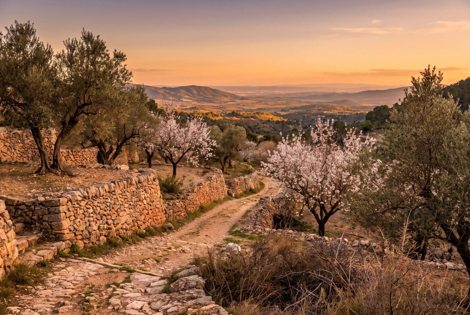 Sendero entre bancales de olivos y almendros al atardecer