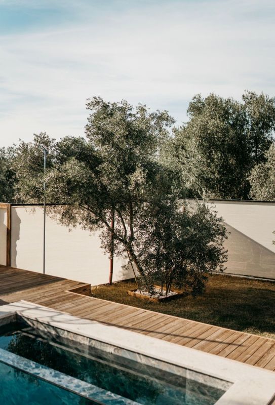 Olivo junto a un muro blanco y una terraza de madera