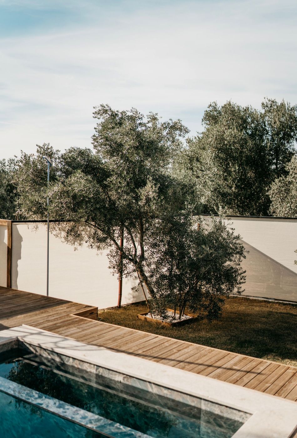 Olivo junto a un muro blanco y una terraza de madera