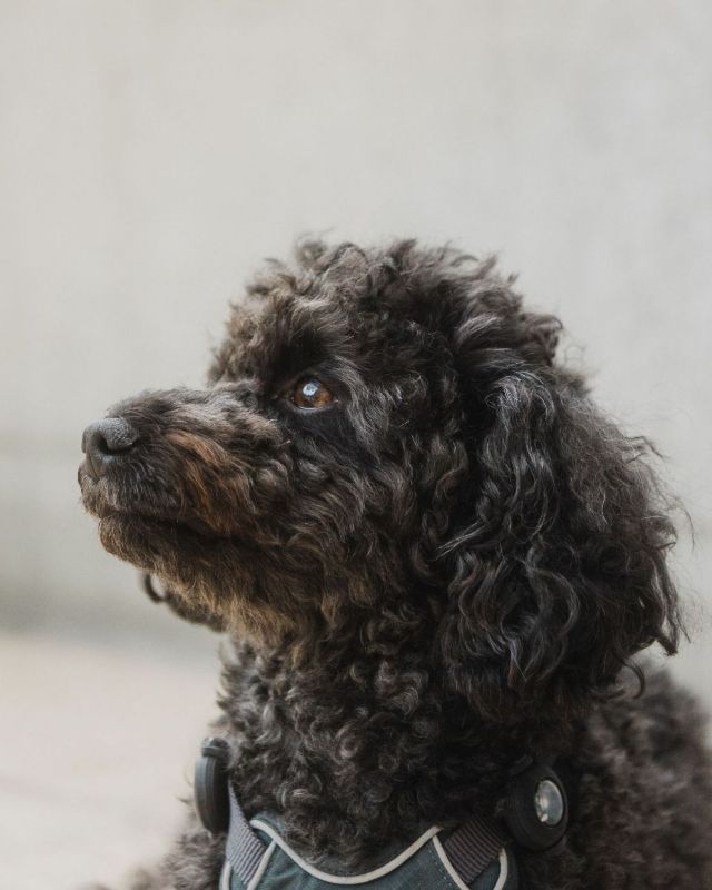 Head of a curly black poodle wearing a harness