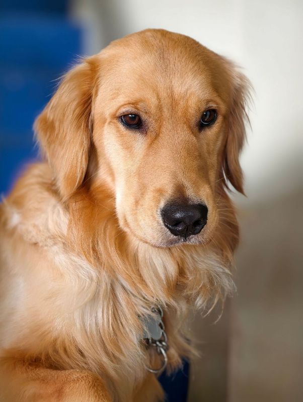 Retrato de un golden retriever sobre fondo azul