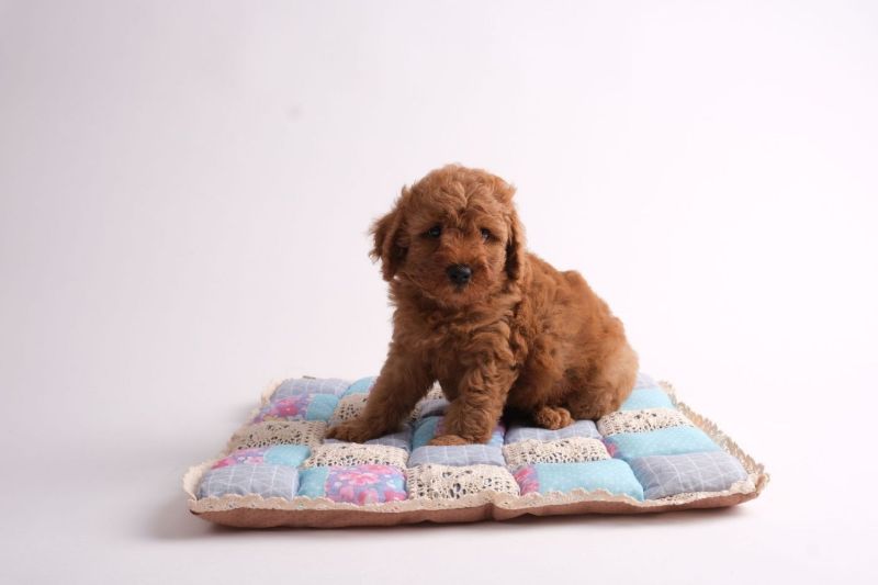 Brown poodle puppy sitting on a patchwork cushion