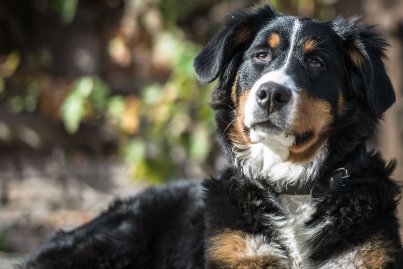 Tricolour Bernese mountain dog lying down with a fluffy coat