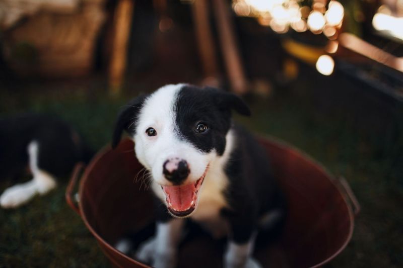 Cachorro de border collie sonriendo dentro de un cubo metálico