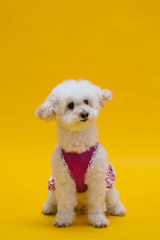 White poodle in a pink harness against a yellow backdrop