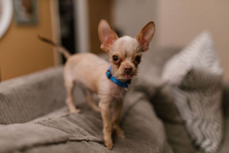 Chihuahua with a blue collar standing on a sofa
