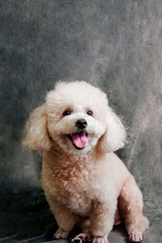Caniche toy blanco con la lengua fuera sobre fondo gris