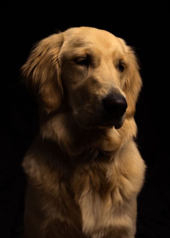 Golden retriever in profile with warm light on a dark backdrop