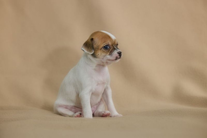 Chihuahua puppy sitting against a beige backdrop