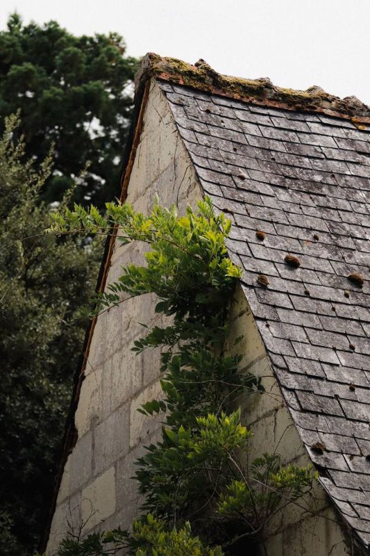 Copertura in ardesia accanto a un muro di pietra con edera